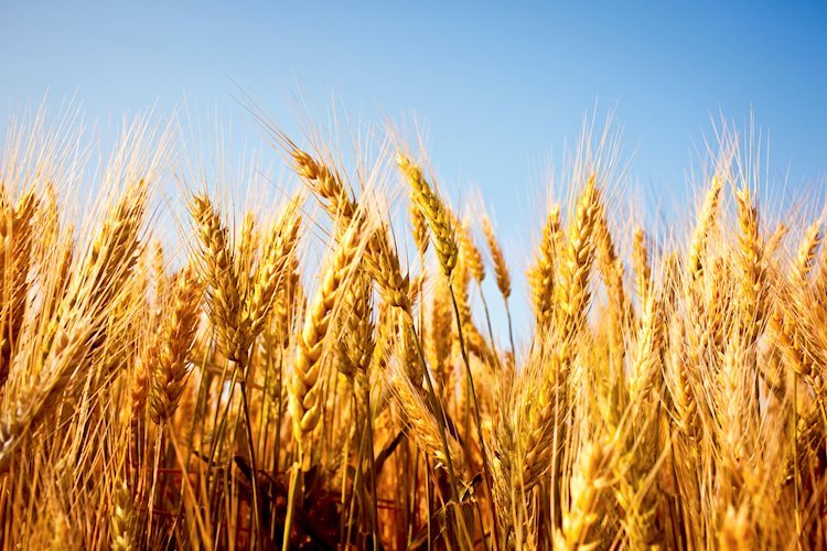 由於烏克蘭同意恢復穀物出口，小麥價格將進一步下跌-德國商業銀行